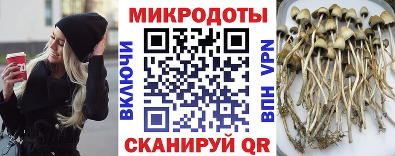 darknet наркотические препараты  как найти   Элиста  Псилоцибиновые грибы Magic Shrooms 